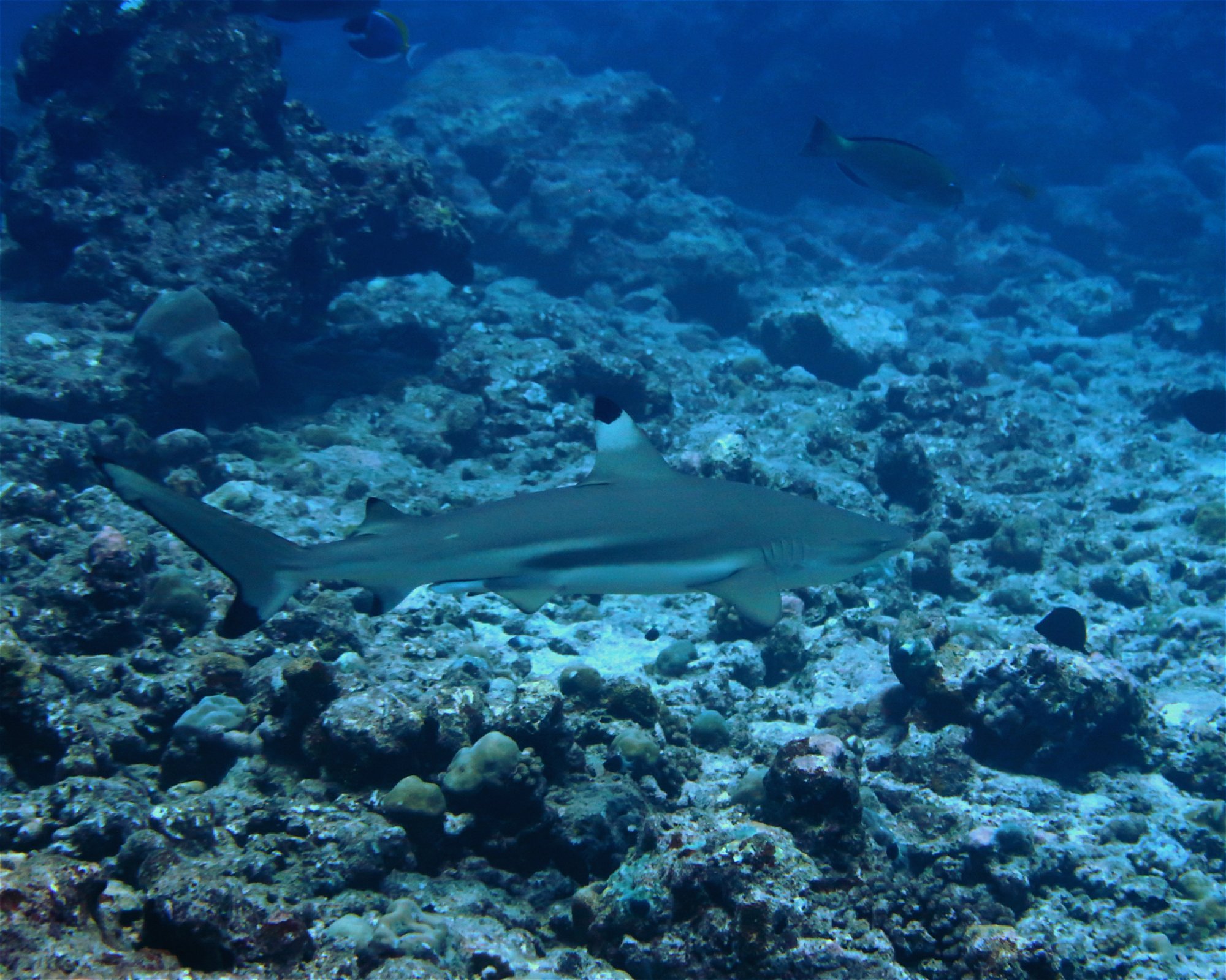 DivePoint Hudhuran Fushi, 20193 Male