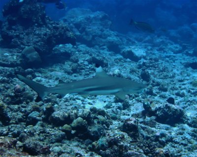 Himmafushi Corner <span class="text-color-primary text-sm"> (★4.4)</span>