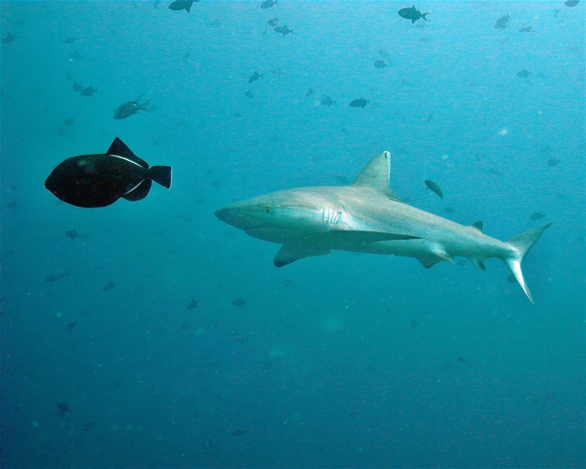 DivePoint Hudhuran Fushi, 20193 Male