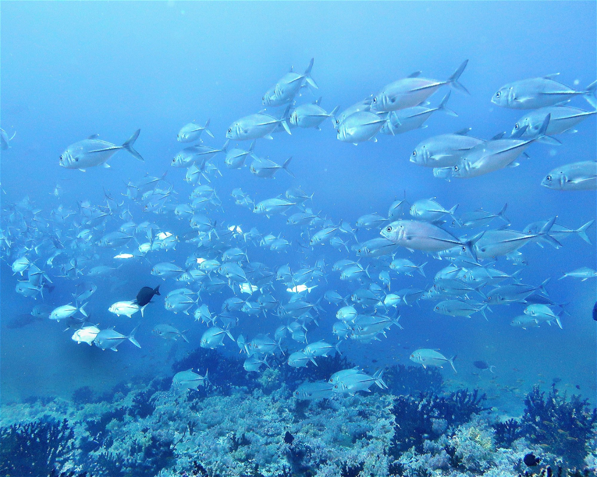 DivePoint Hudhuran Fushi, 20193 Male