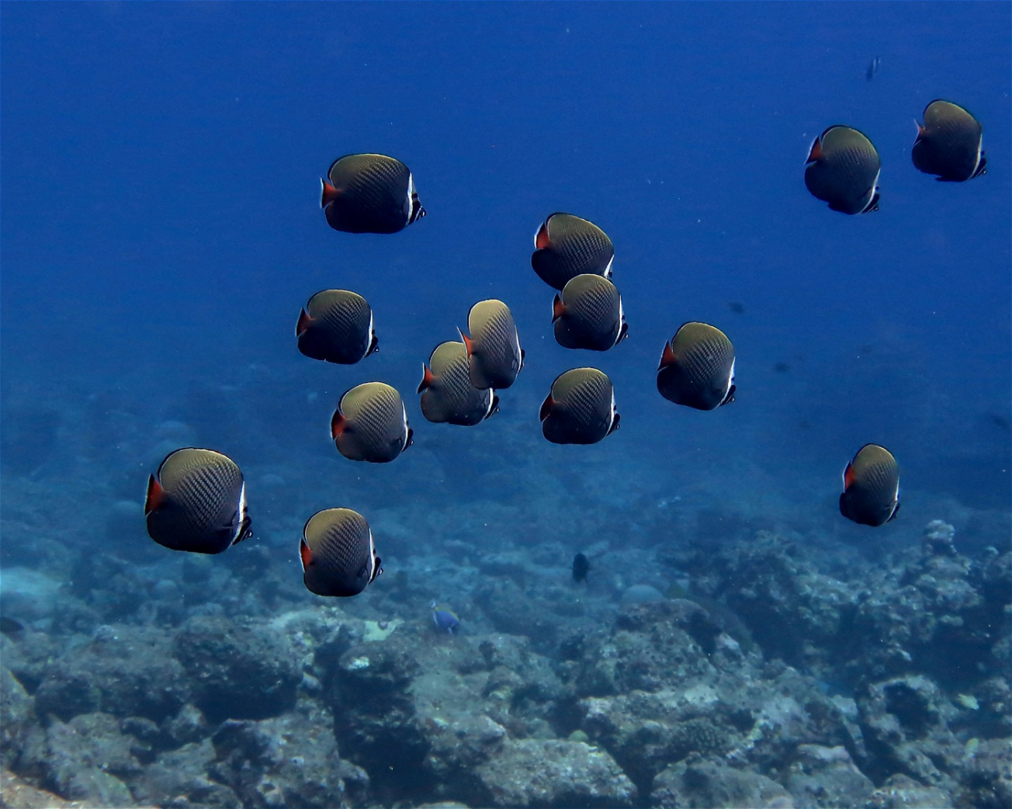 DivePoint Hudhuran Fushi, 20193 Male