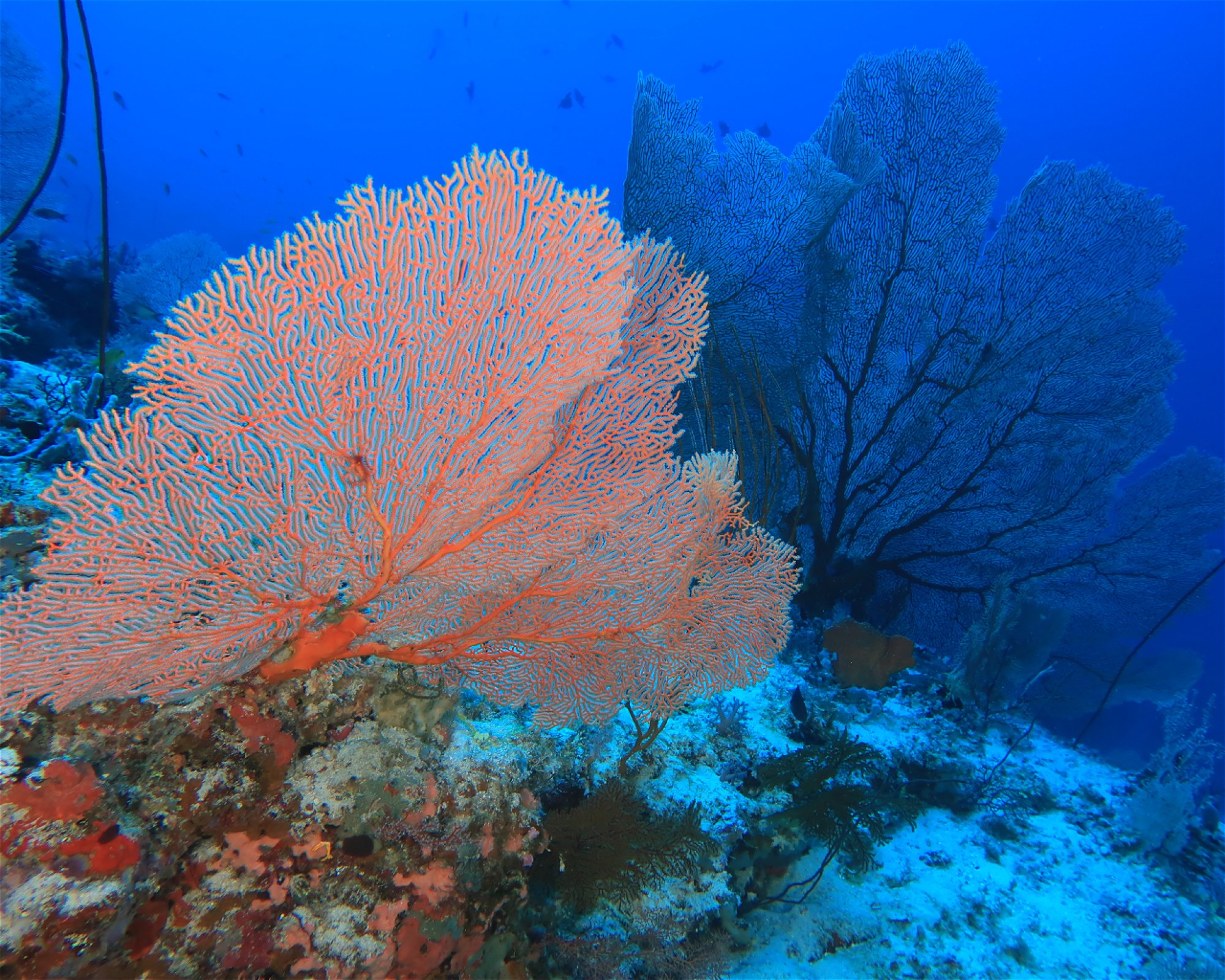 DivePoint Hudhuran Fushi, 20193 Male
