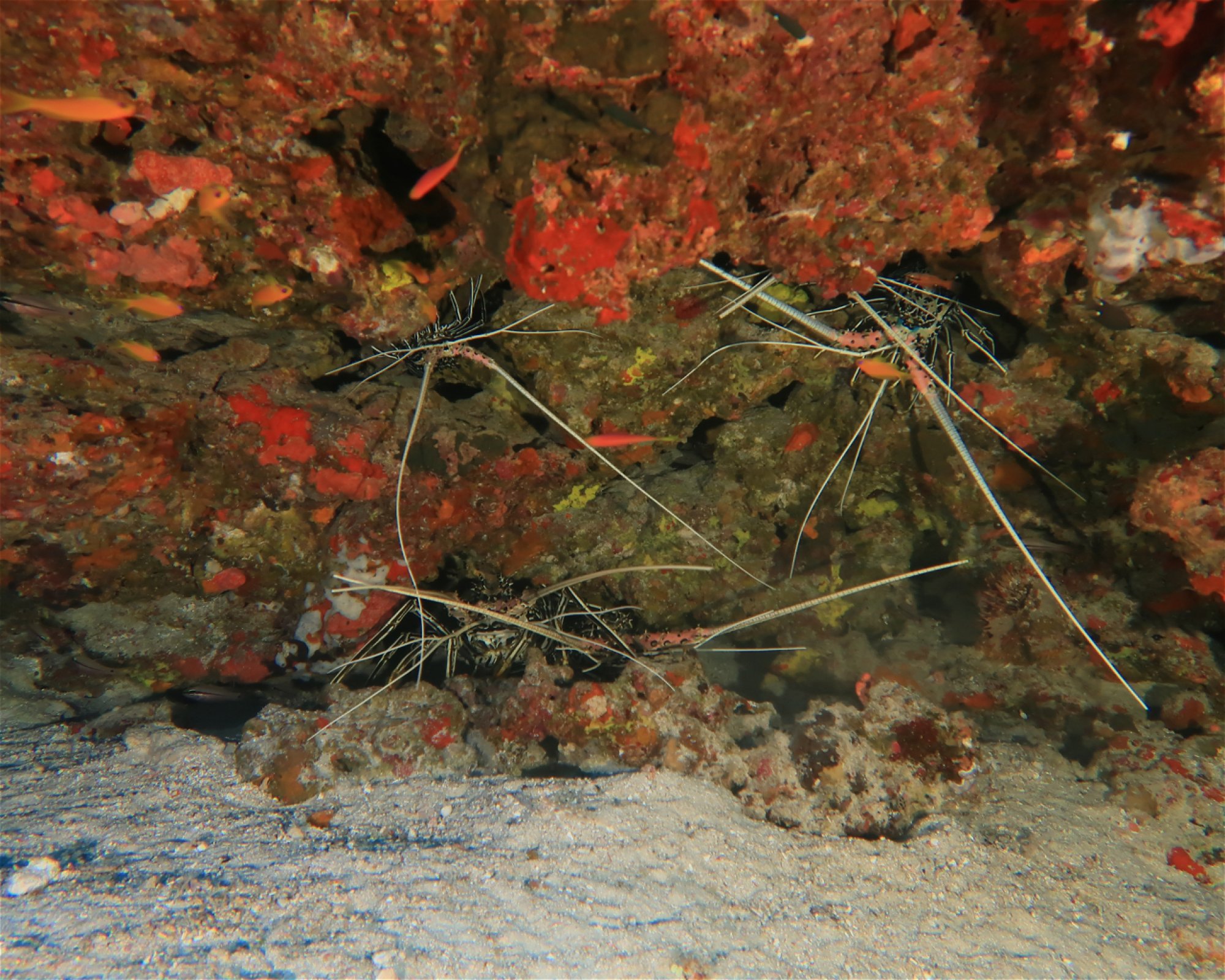 DivePoint Hudhuran Fushi, 20193 Male