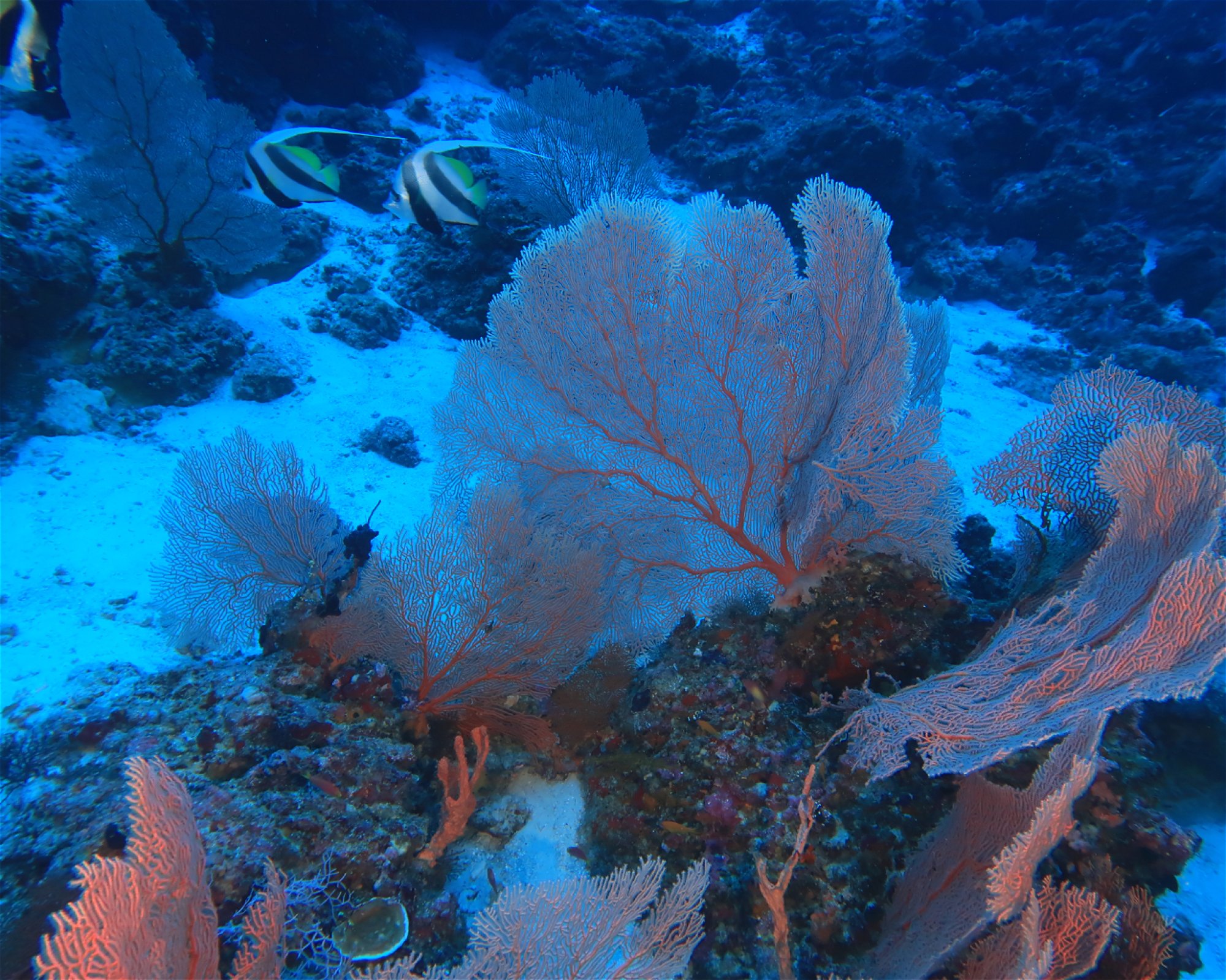 DivePoint Hudhuran Fushi, 20193 Male