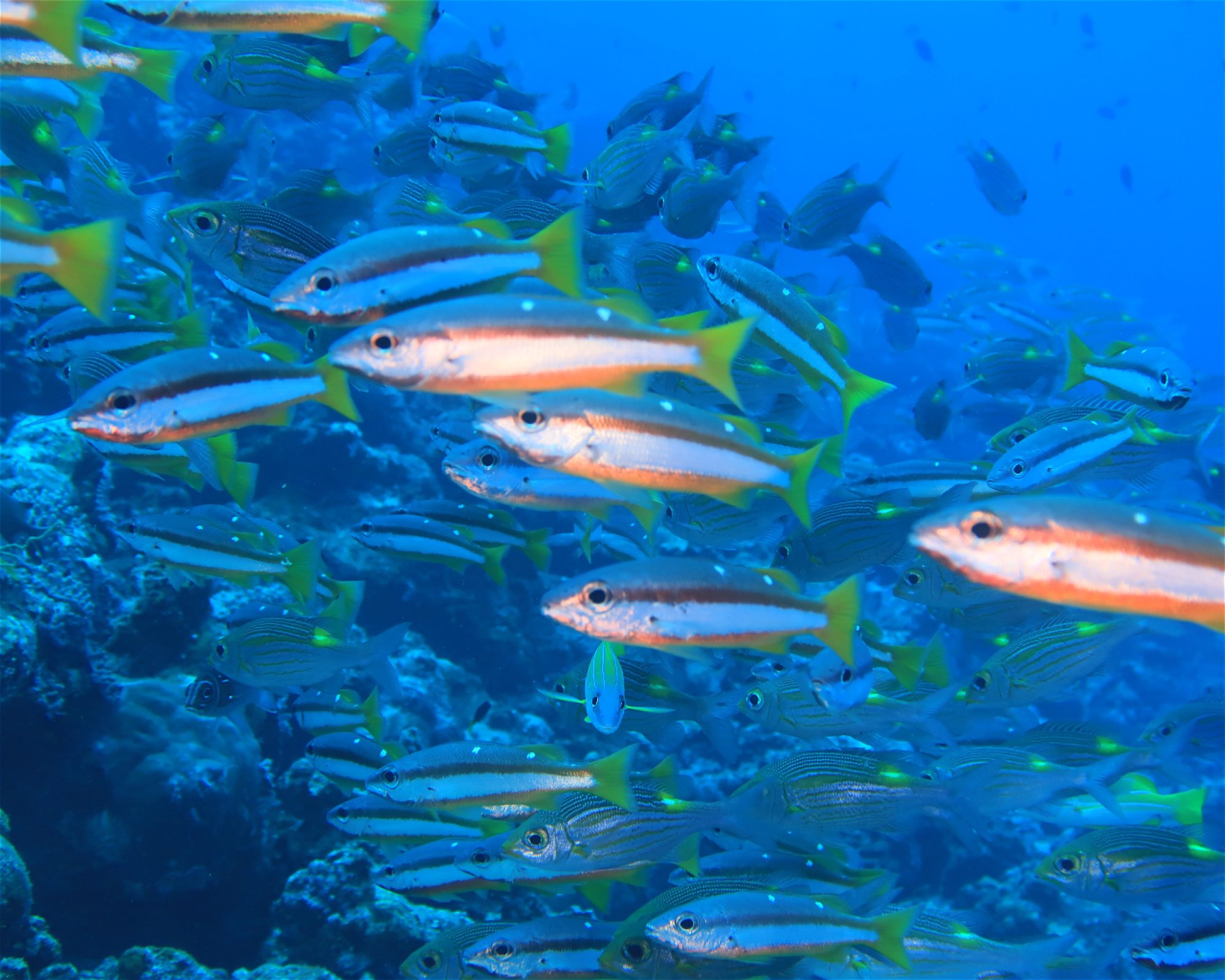 DivePoint Hudhuran Fushi, 20193 Male