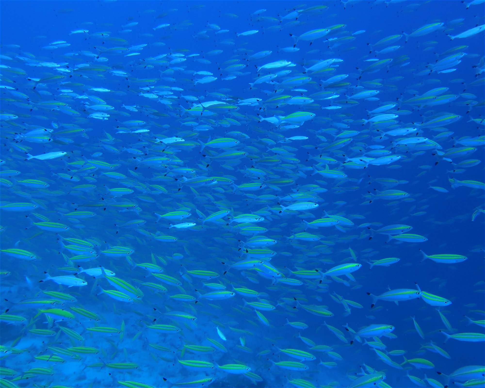 DivePoint Hudhuran Fushi, 20193 Male