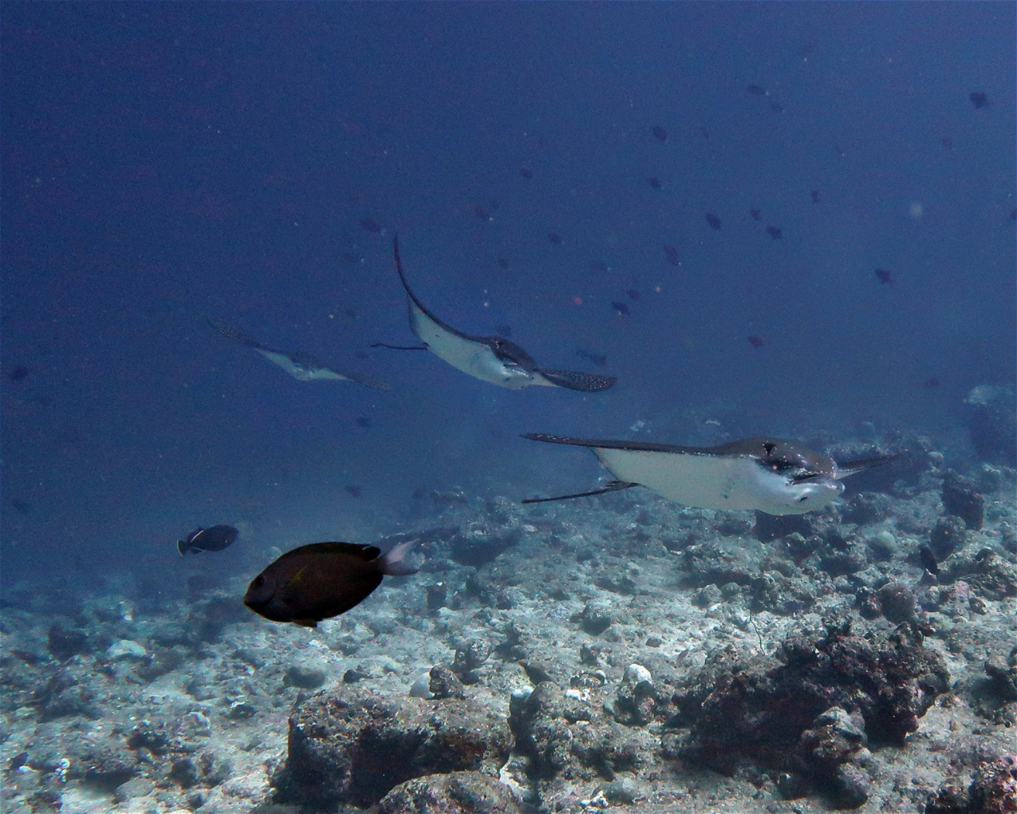 DivePoint Hudhuran Fushi, 20193 Male