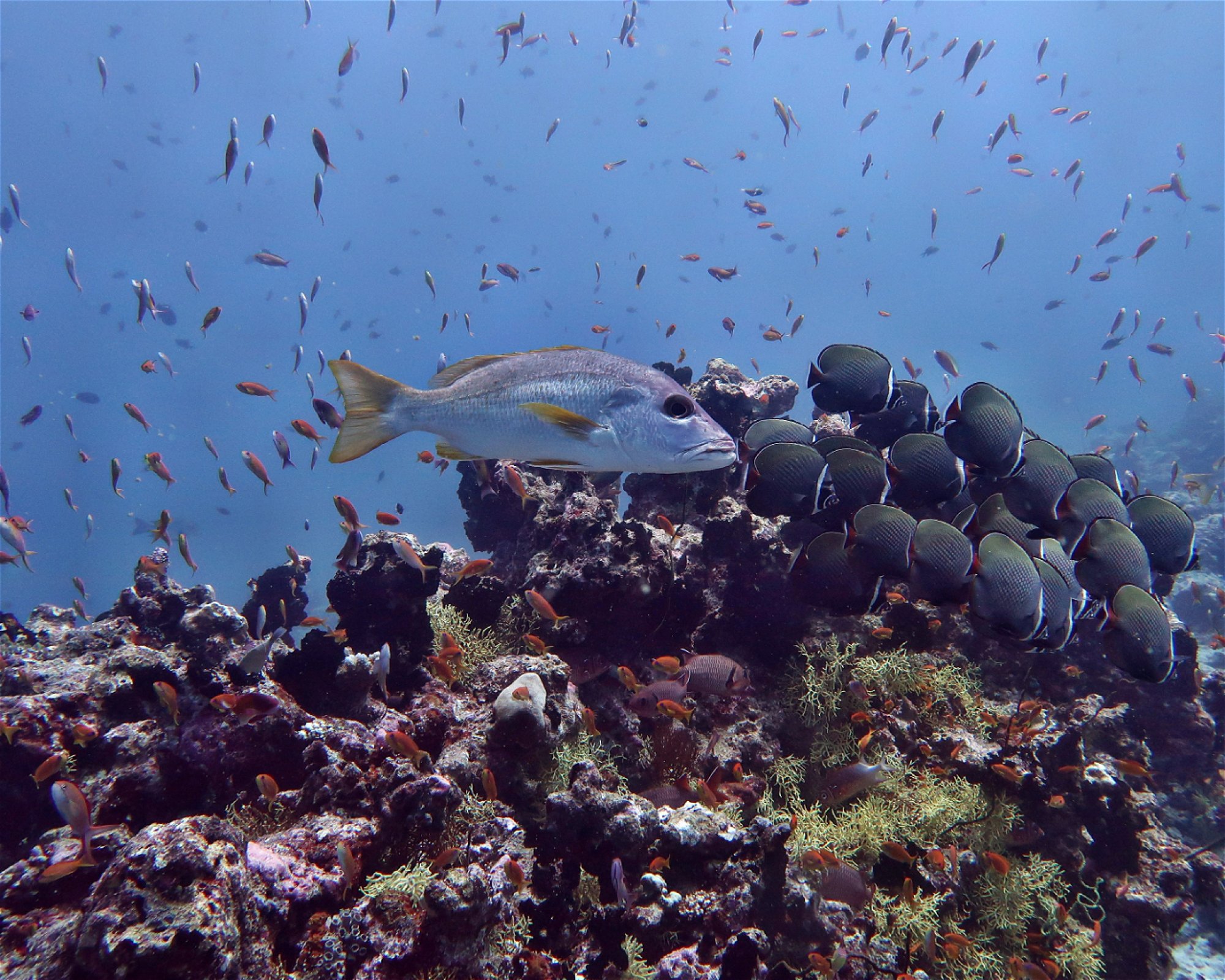 DivePoint Hudhuran Fushi, 20193 Male