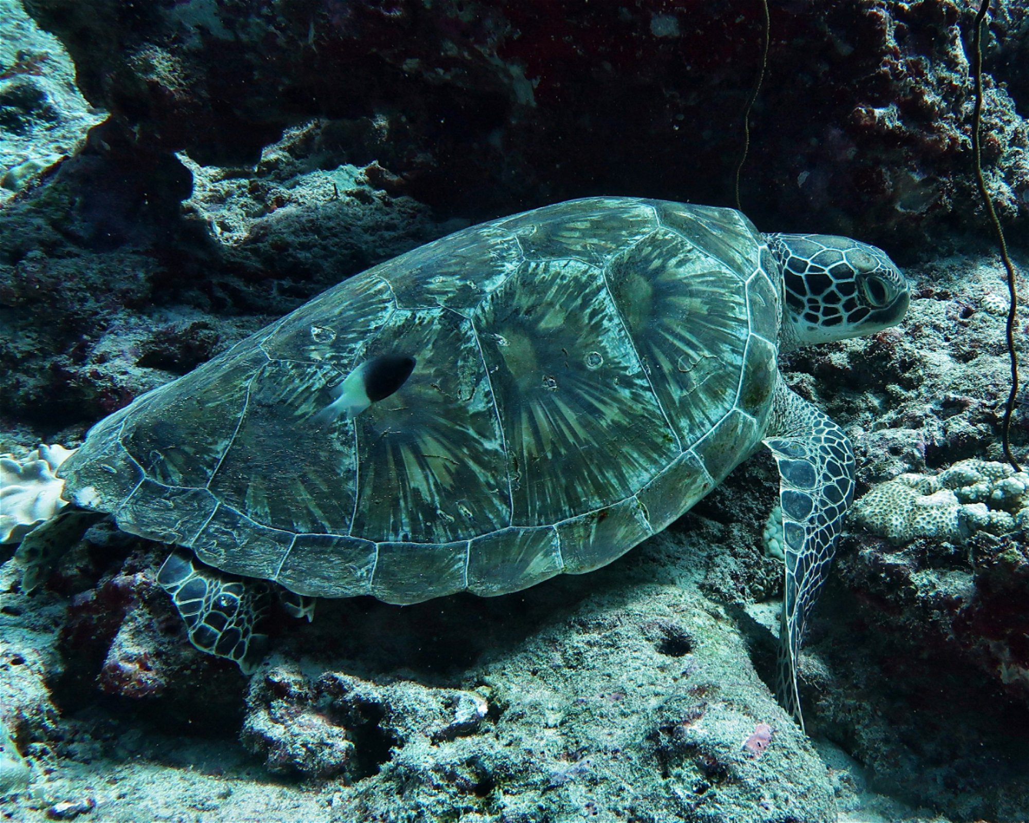 DivePoint Hudhuran Fushi, 20193 Male
