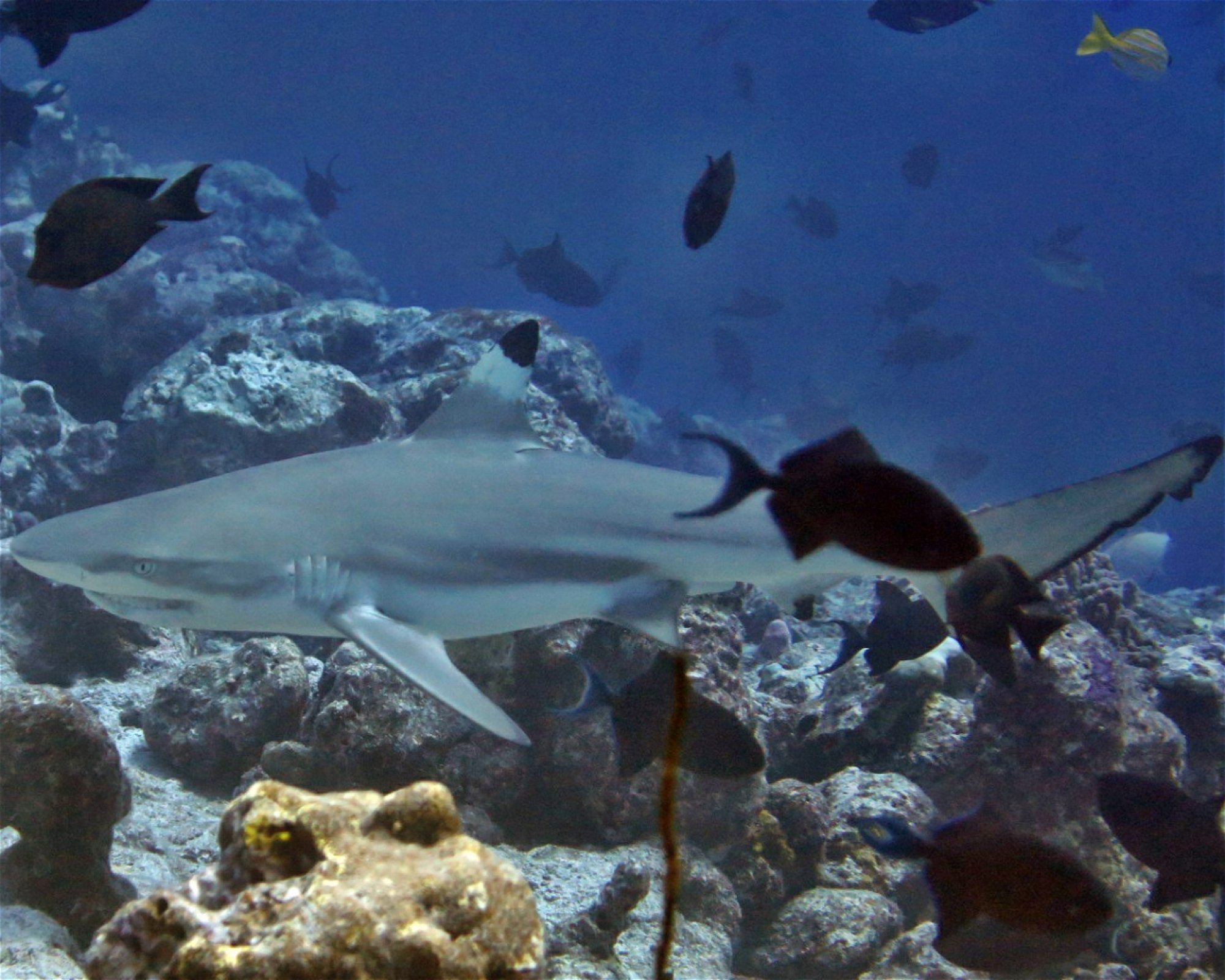 DivePoint Hudhuran Fushi, 20193 Male