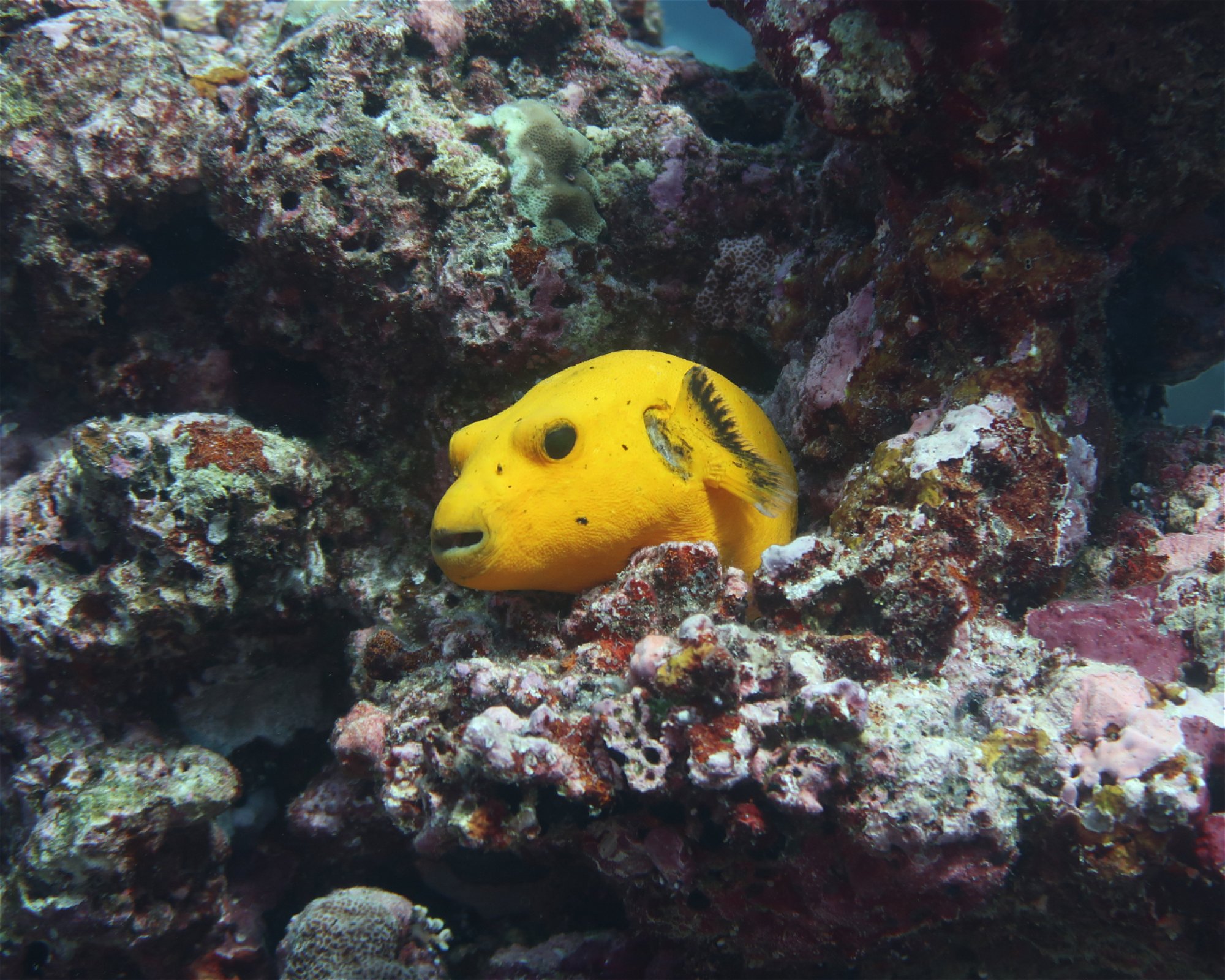 DivePoint Hudhuran Fushi, 20193 Male