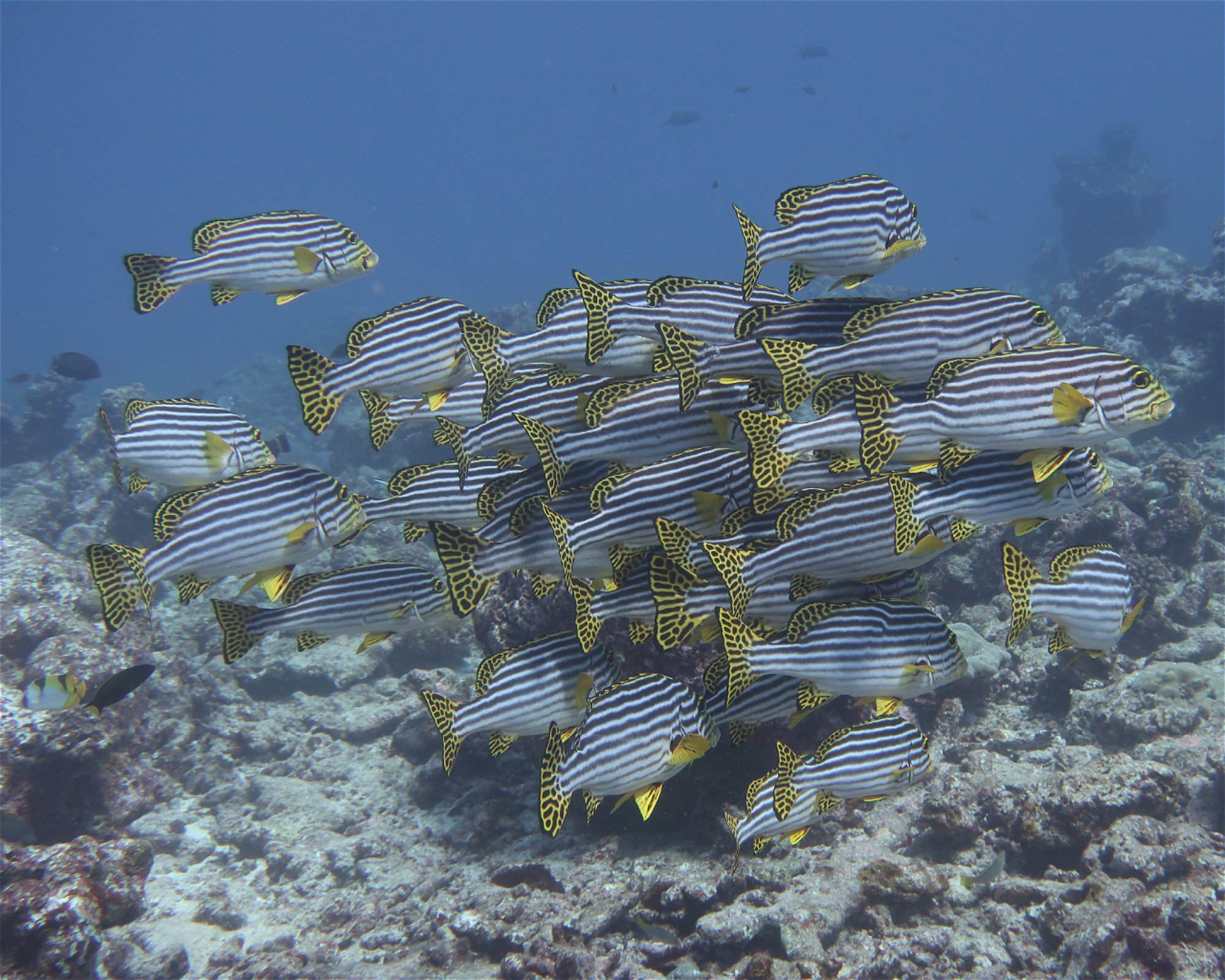 DivePoint Hudhuran Fushi, 20193 Male