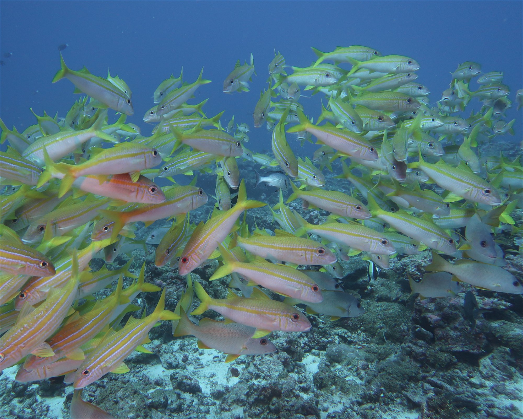 DivePoint Hudhuran Fushi, 20193 Male