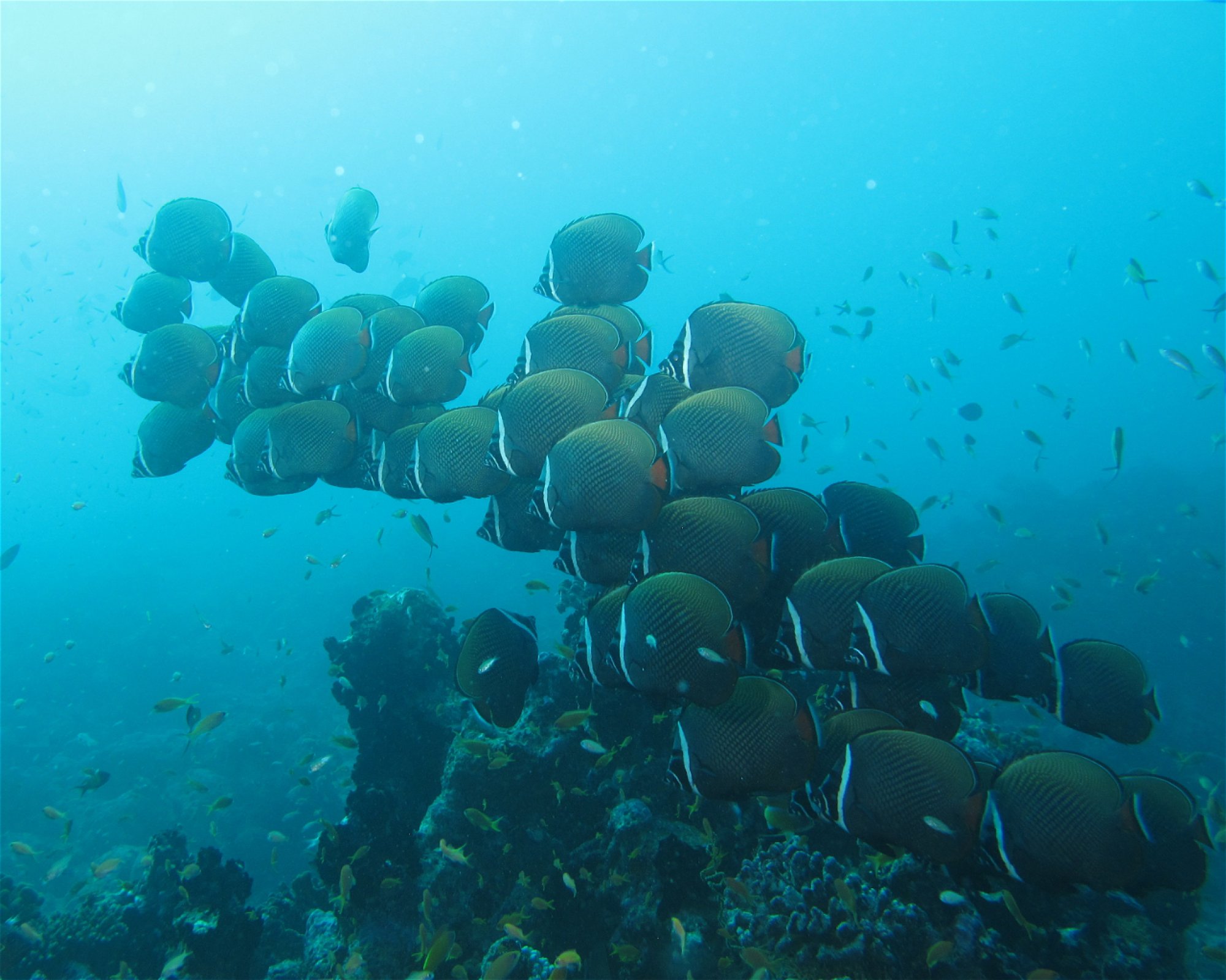 Sea Retreats Dive & Watersports, 20092 Thulusdhoo
