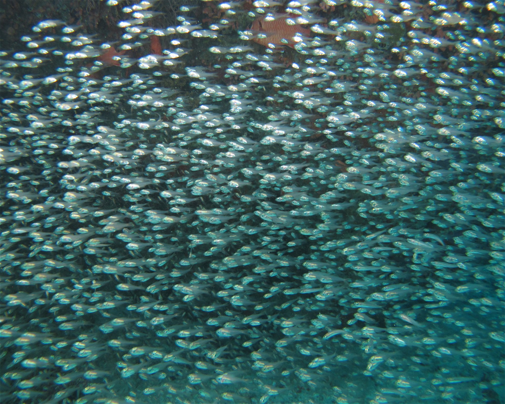 Sea Retreats Dive & Watersports, 20092 Thulusdhoo