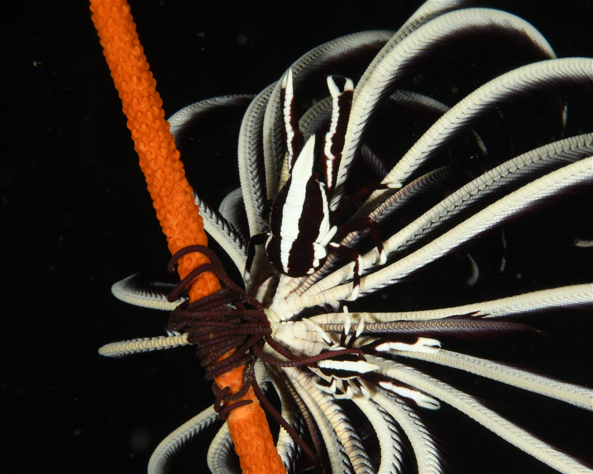 DivePoint Hudhuran Fushi, 20193 Male
