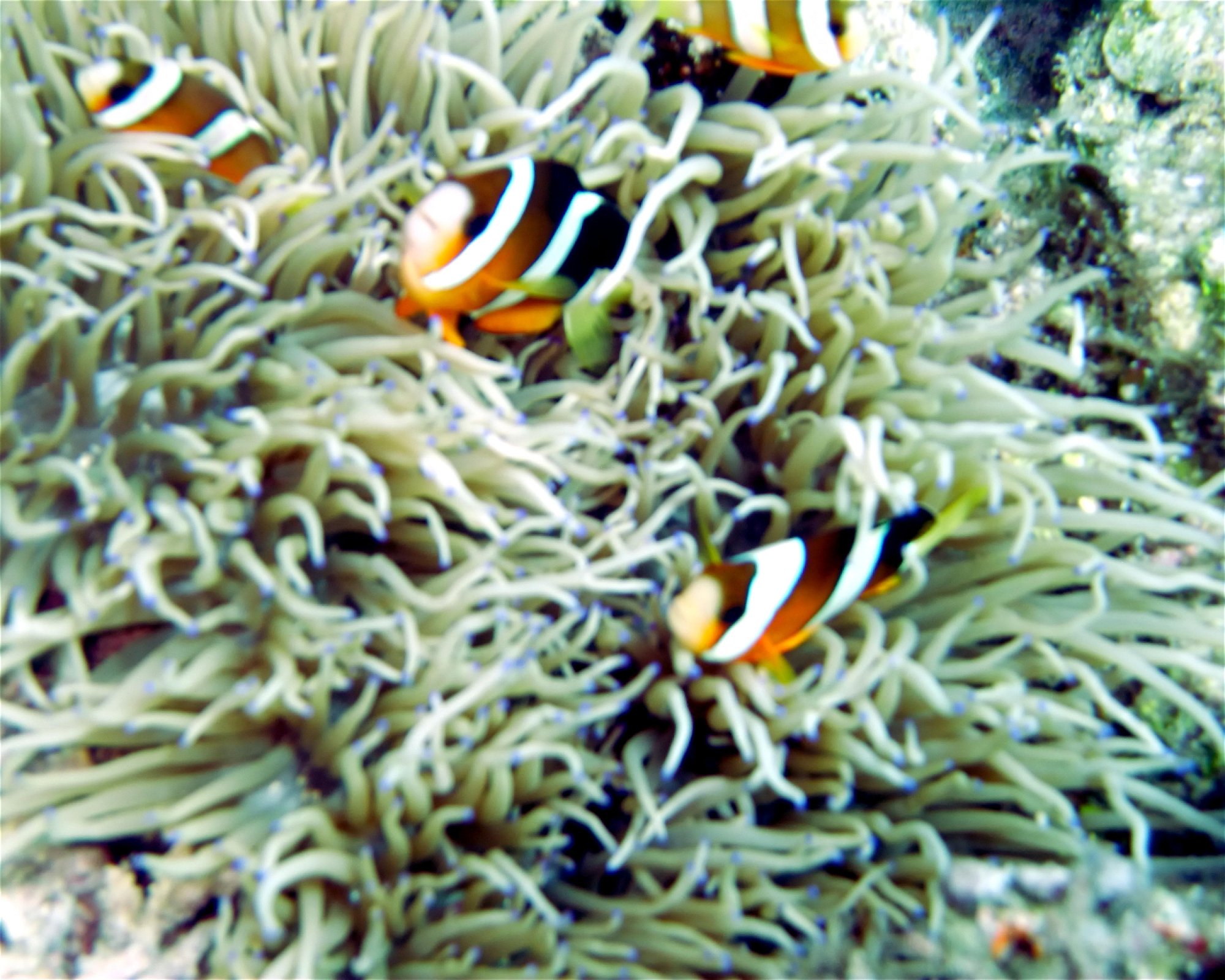 DivePoint Hudhuran Fushi, 20193 Male