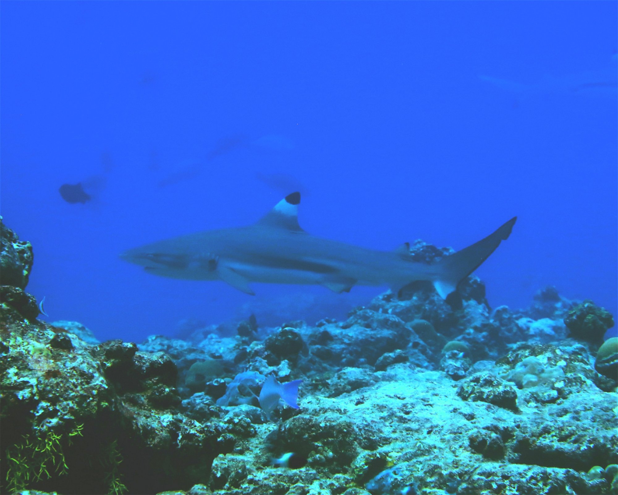 DivePoint Hudhuran Fushi, 20193 Male