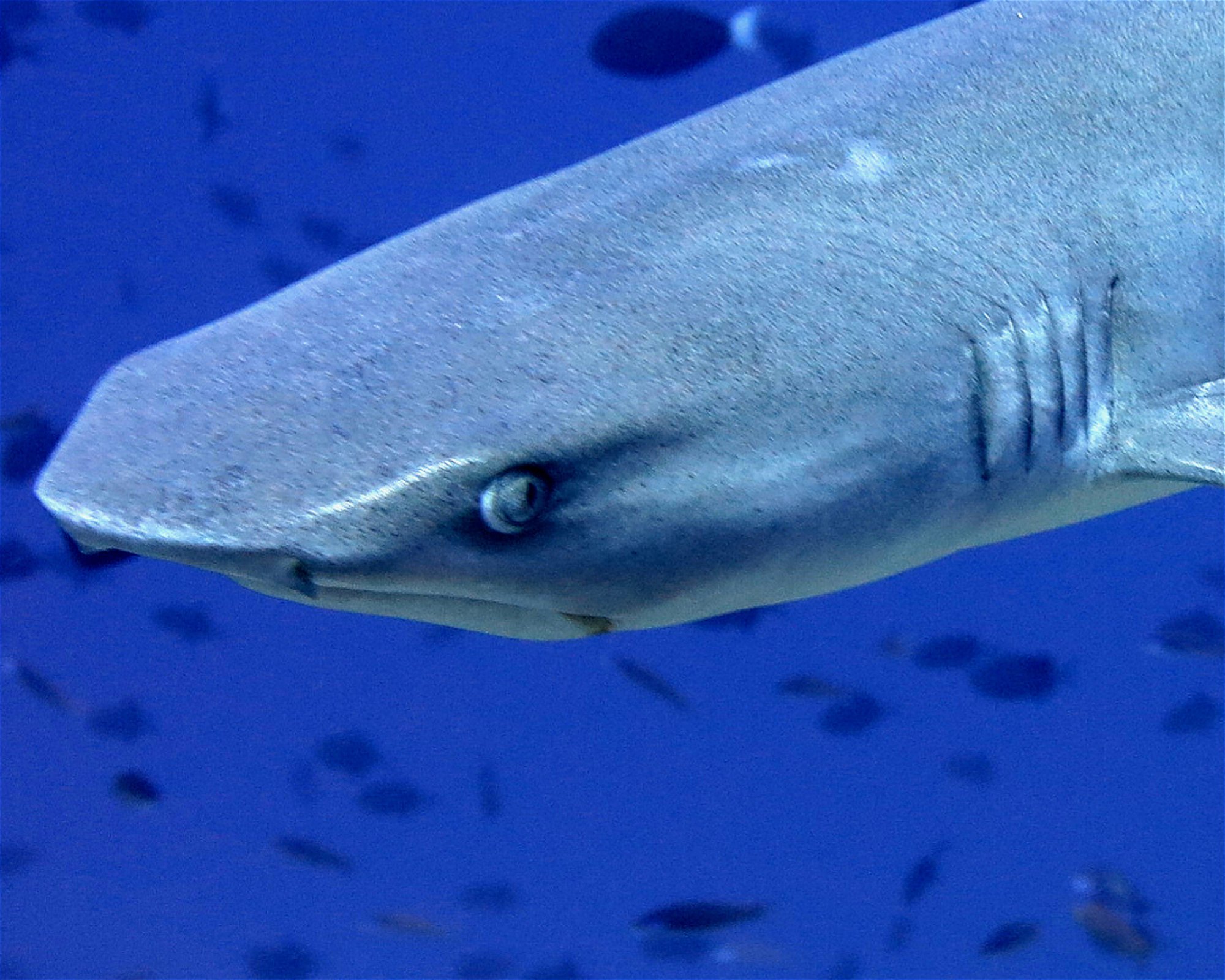 DivePoint Hudhuran Fushi, 20193 Male