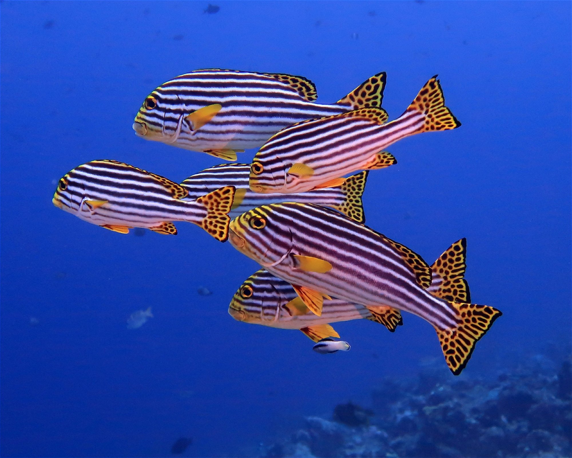 DivePoint Hudhuran Fushi, 20193 Male