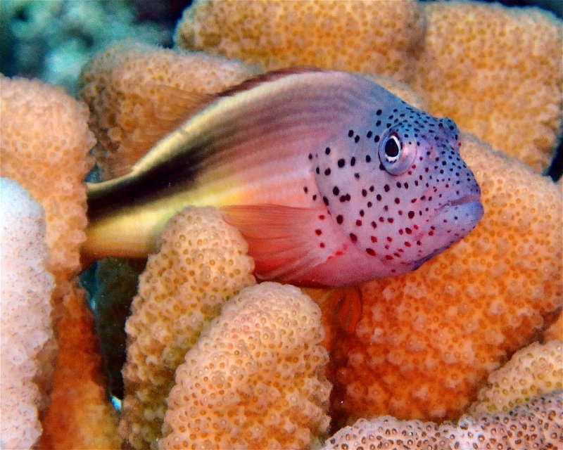 Divesite Image
