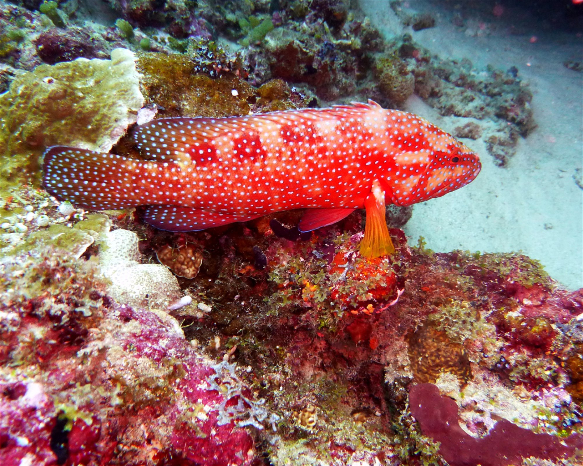 DivePoint Hudhuran Fushi, 20193 Male