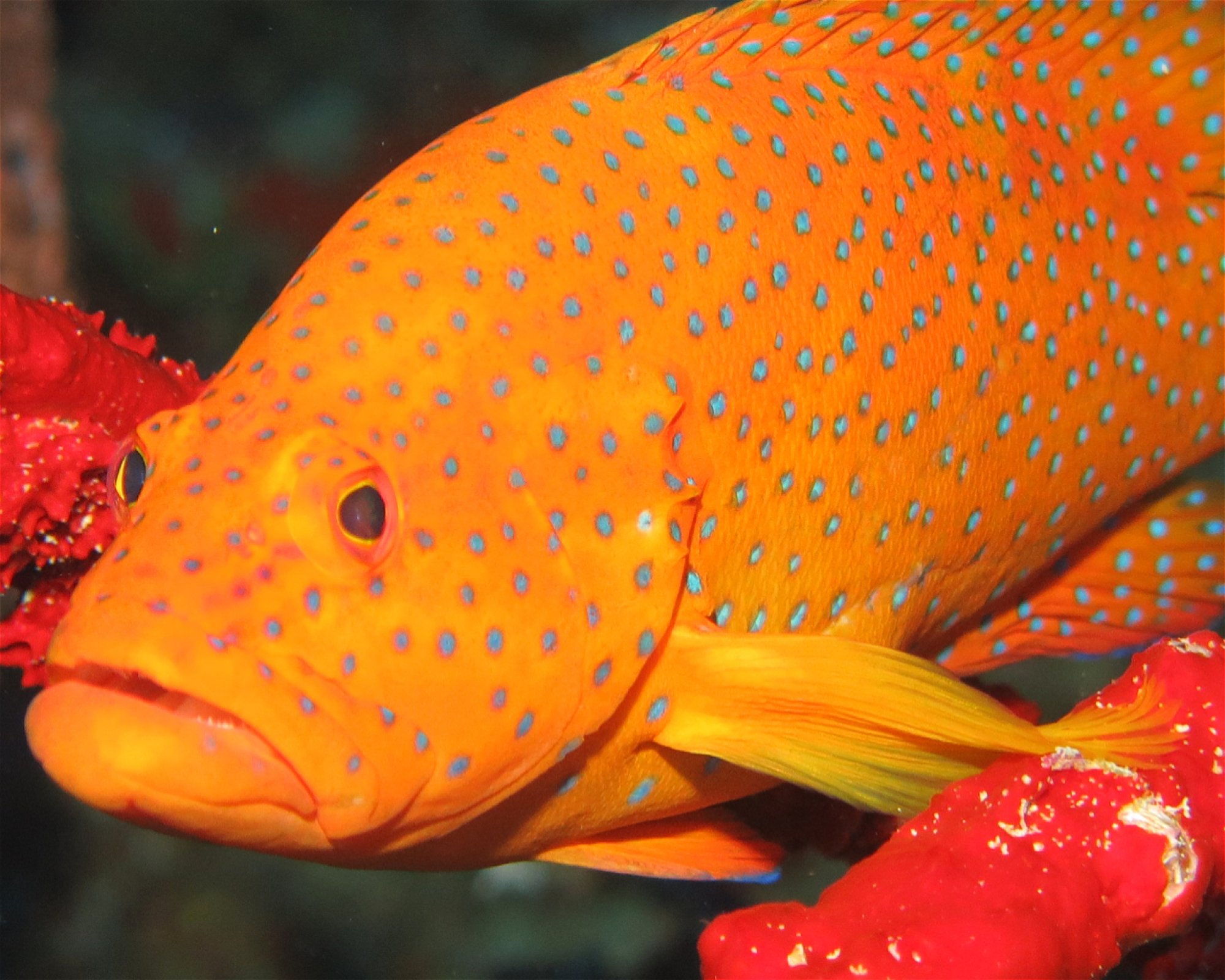 DivePoint Hudhuran Fushi, 20193 Male