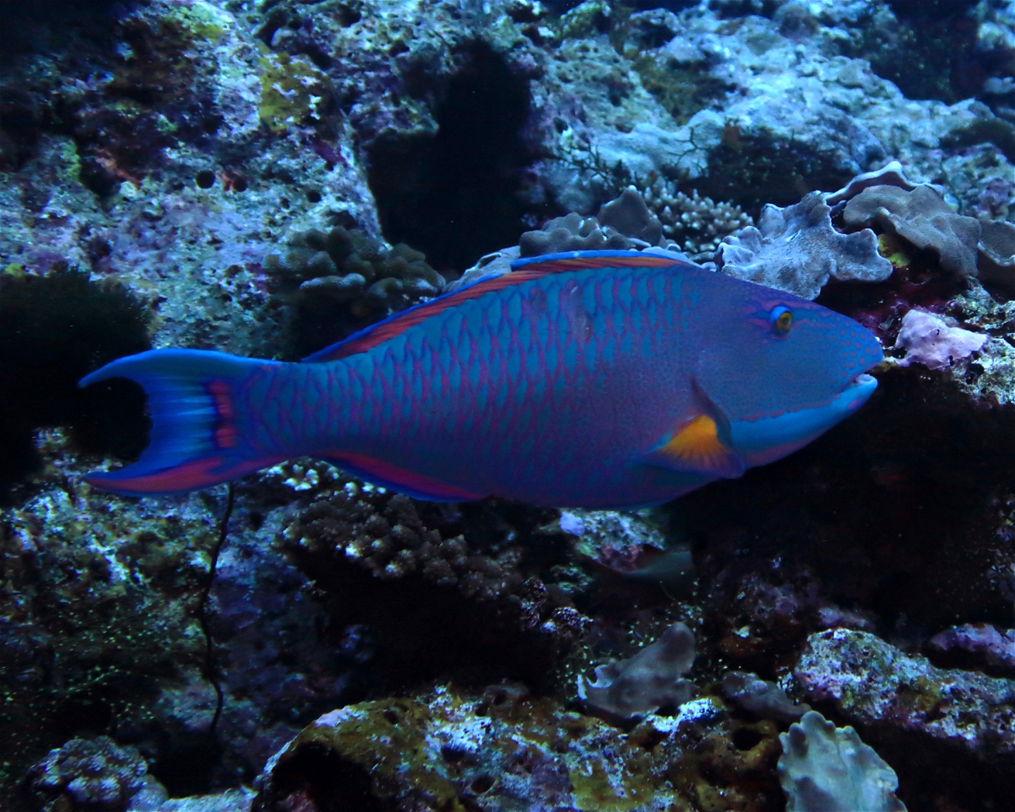 DivePoint Hudhuran Fushi, 20193 Male