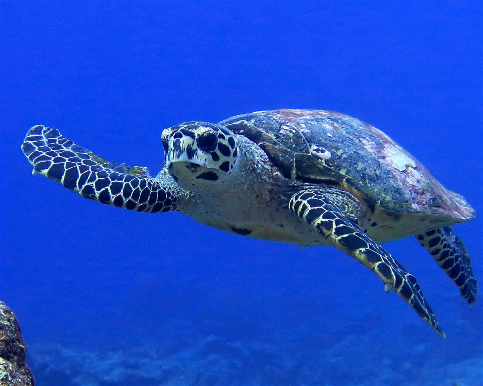 DivePoint Hudhuran Fushi, 20193 Male