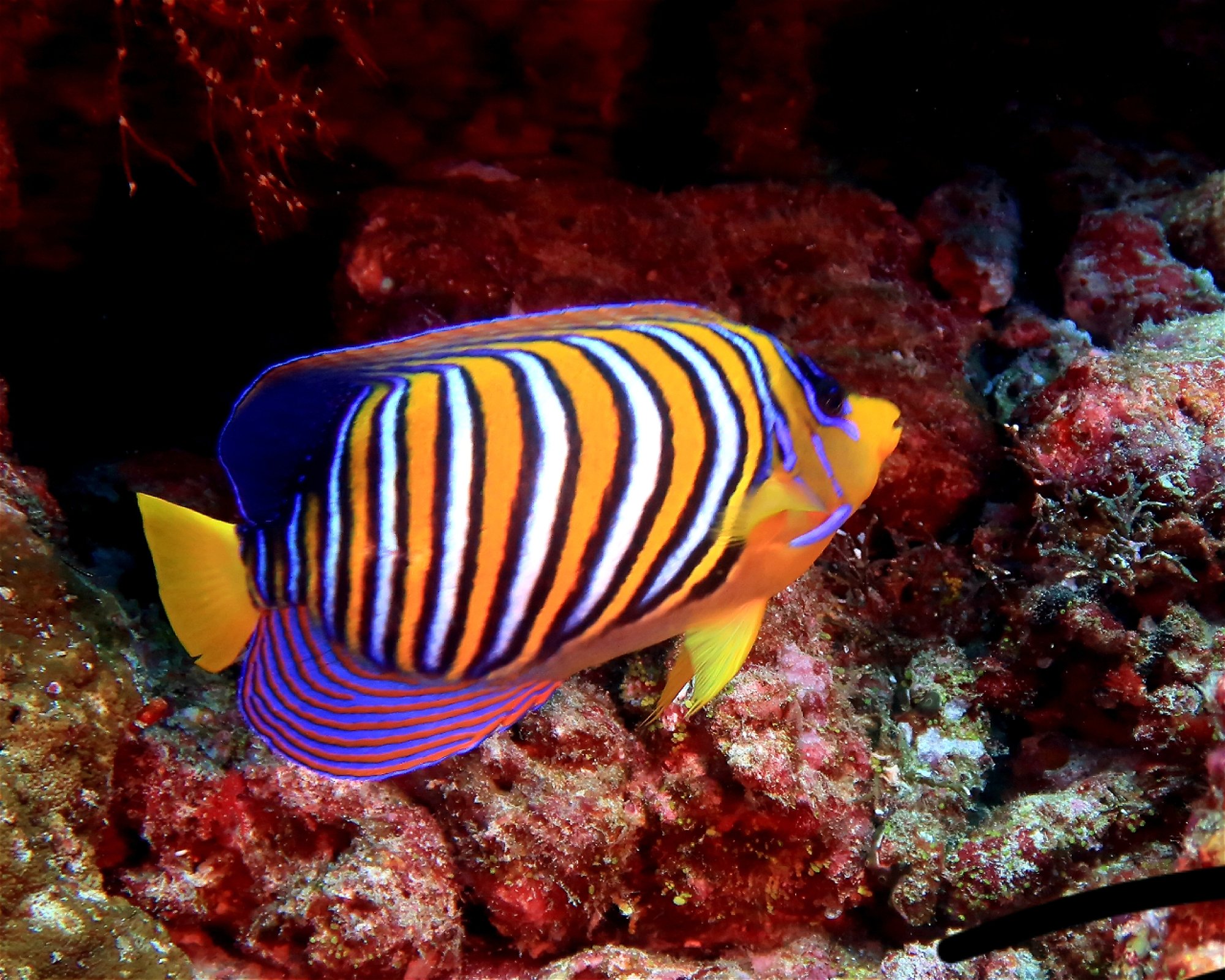 DivePoint Hudhuran Fushi, 20193 Male