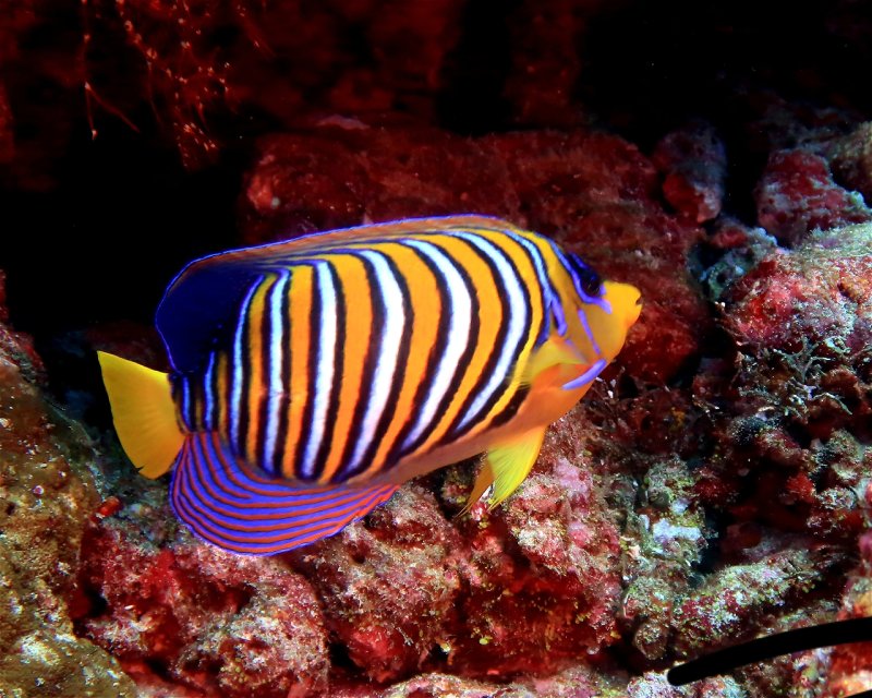 Divesite Image