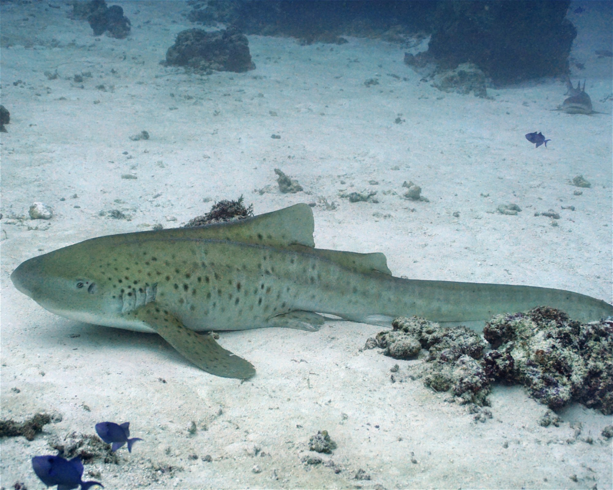 DivePoint Hudhuran Fushi, 20193 Male