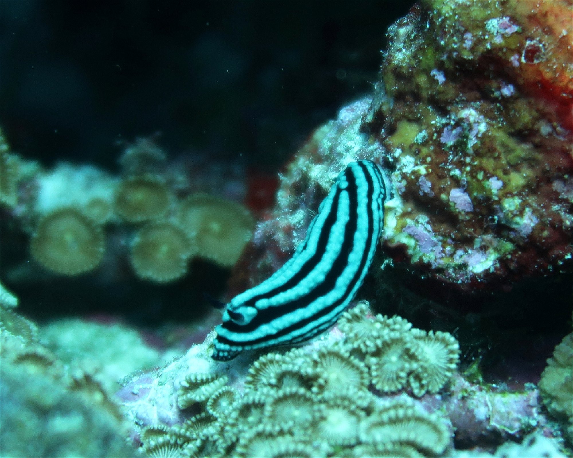 DivePoint Hudhuran Fushi, 20193 Male