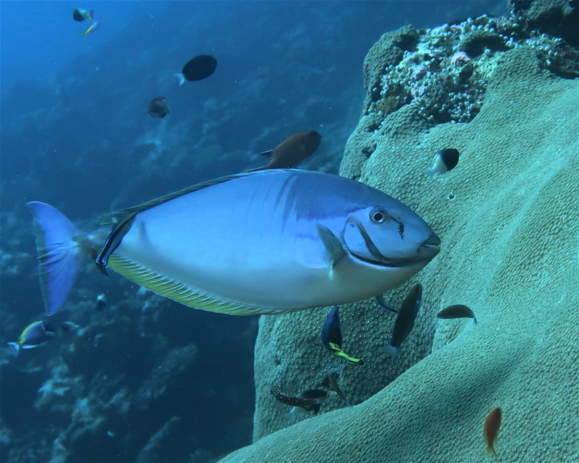 DivePoint Hudhuran Fushi, 20193 Male