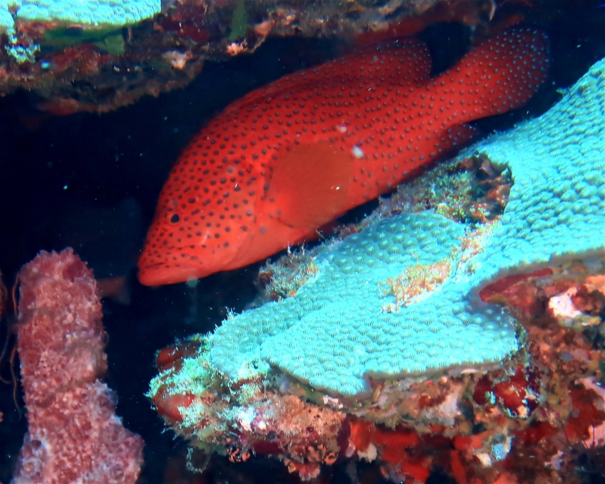 DivePoint Hudhuran Fushi, 20193 Male