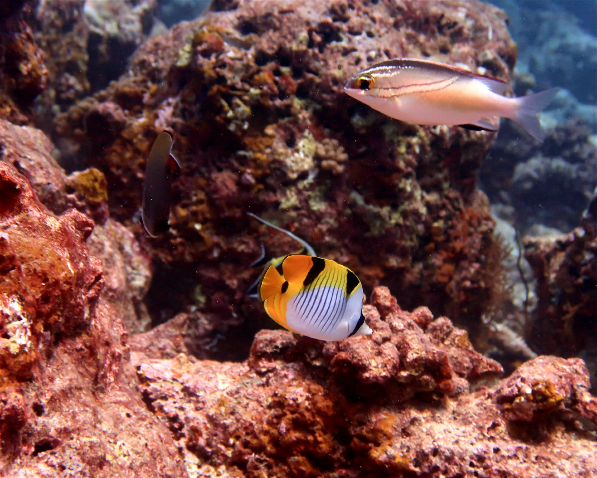 DivePoint Hudhuran Fushi, 20193 Male