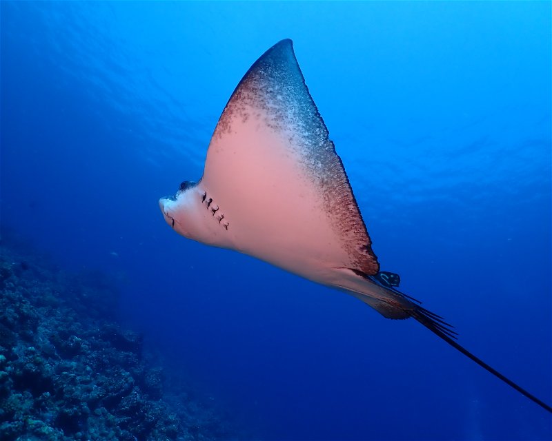 Divesite Image