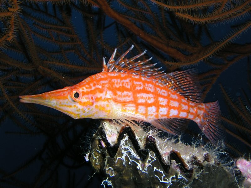 Divesite Image