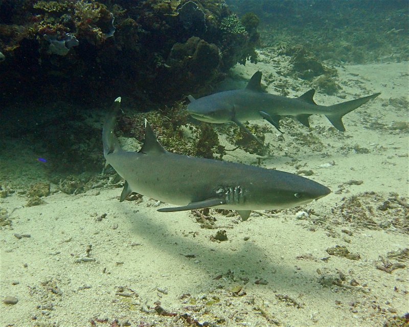 Divesite Image