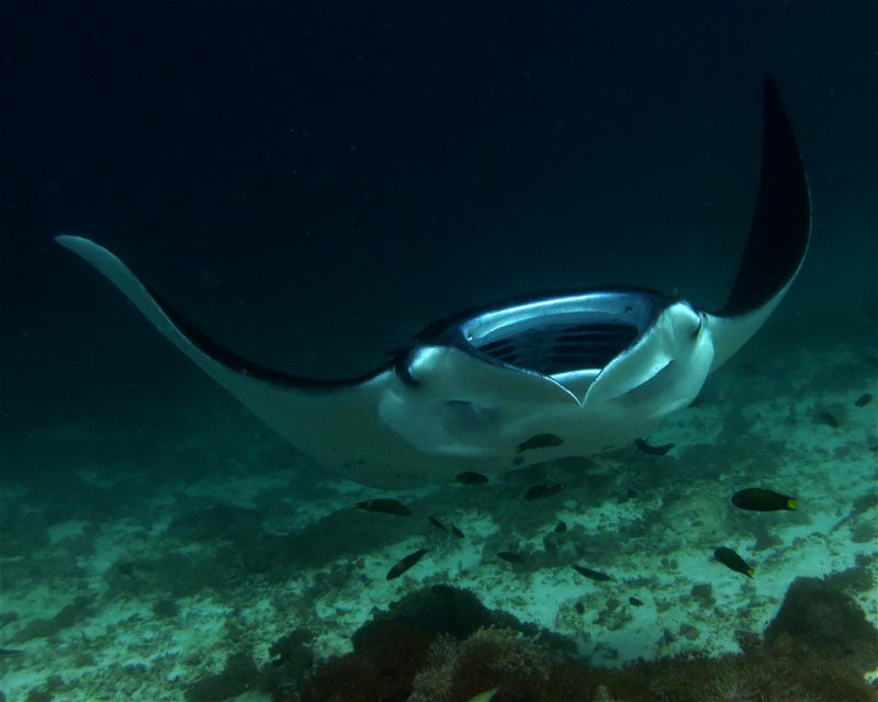 Divesite Image