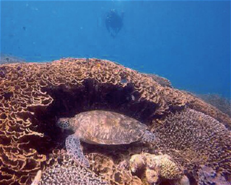 Divesite Image