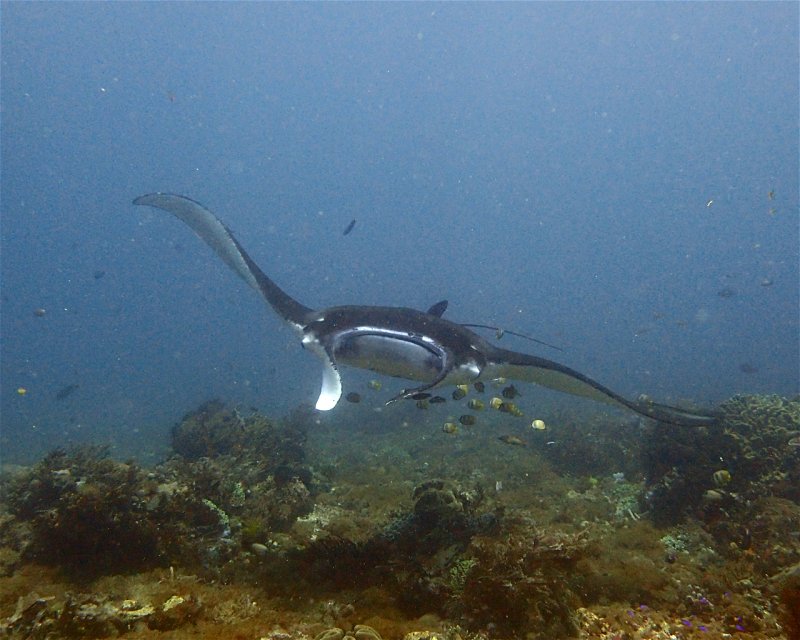 Divesite Image