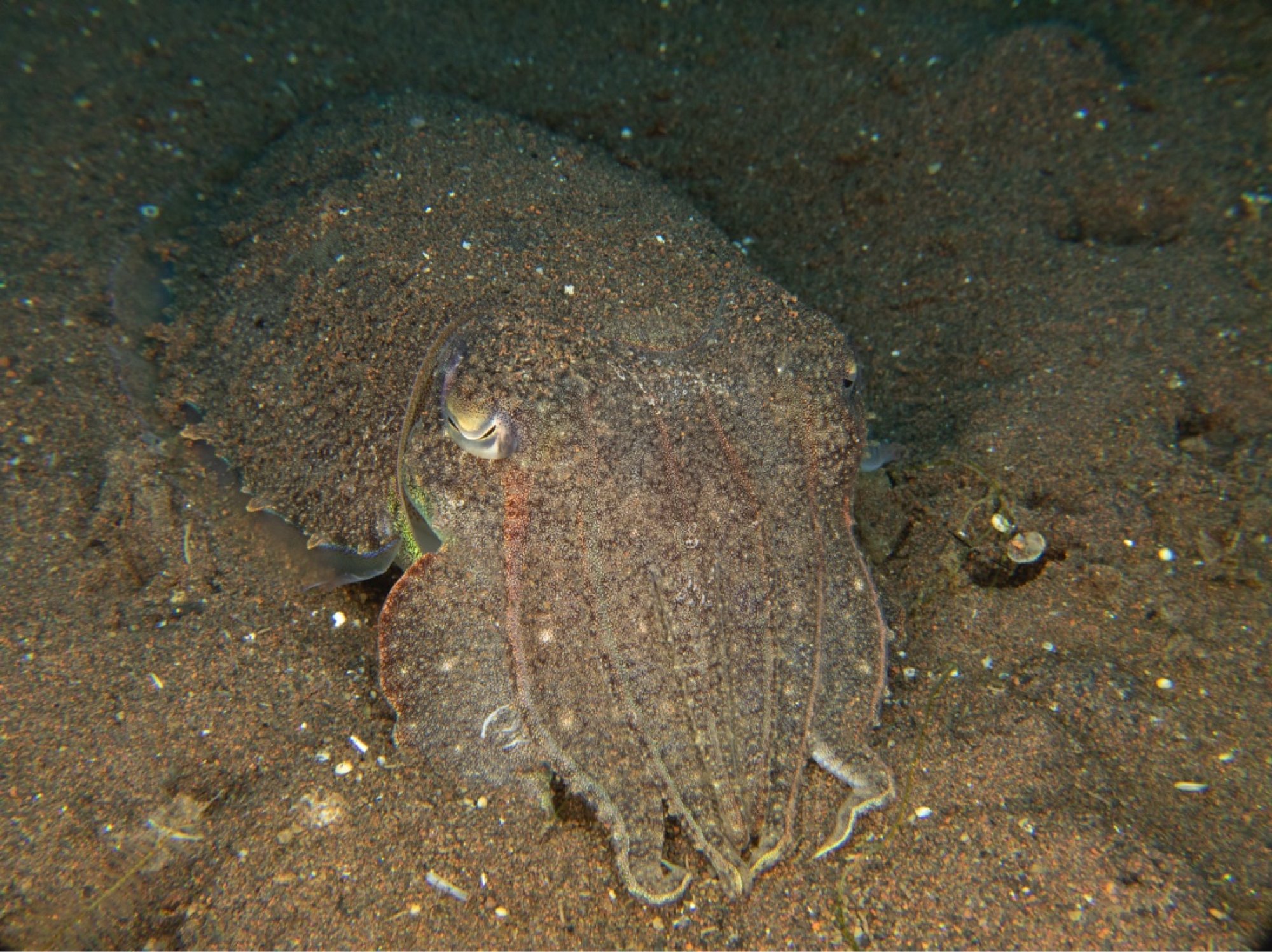 Peter S. (#417559)