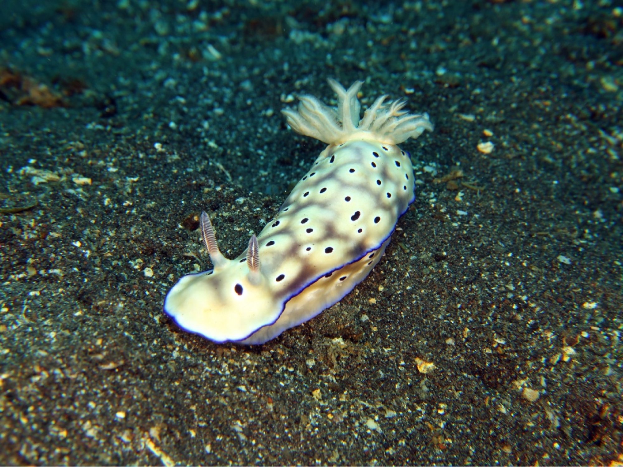 Peter S. (#417559)