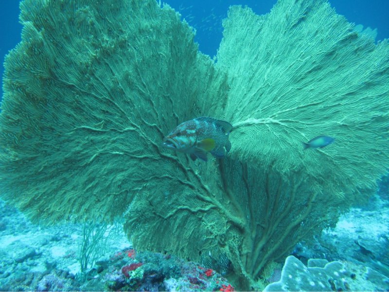 Divesite Image