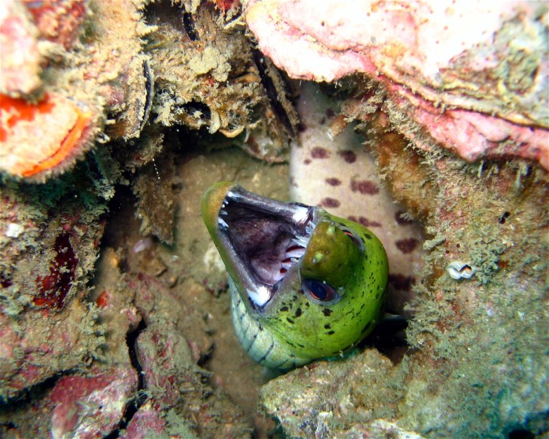 Divesite Image