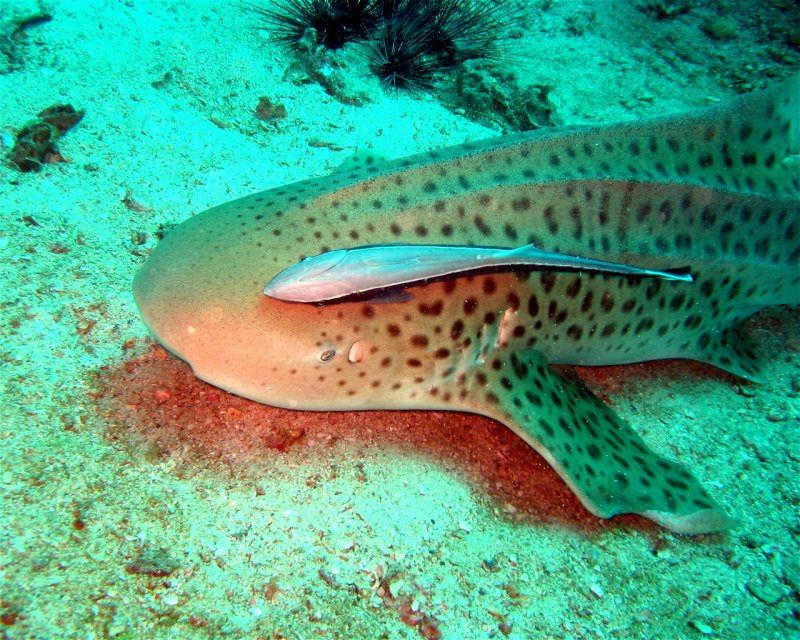 Divesite Image