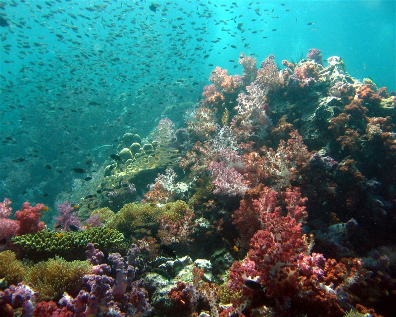 Divesite Image