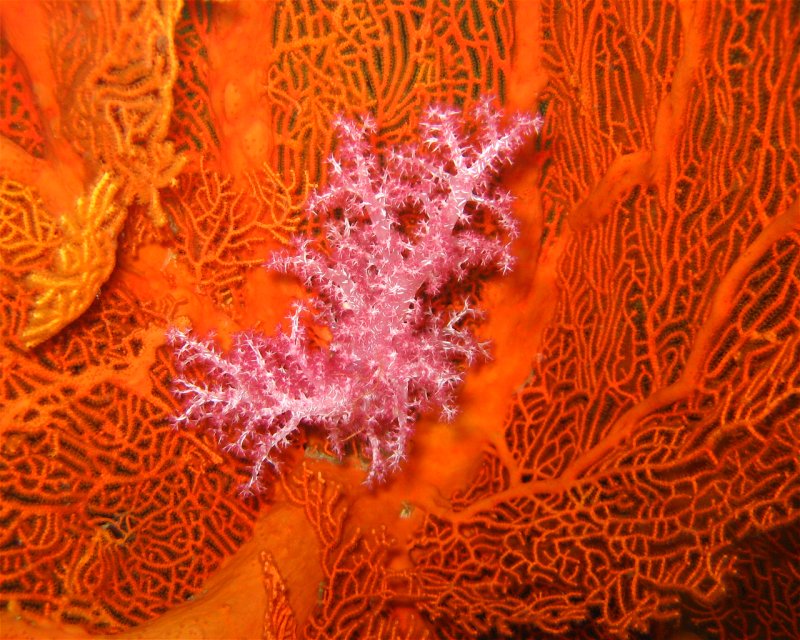 Divesite Image