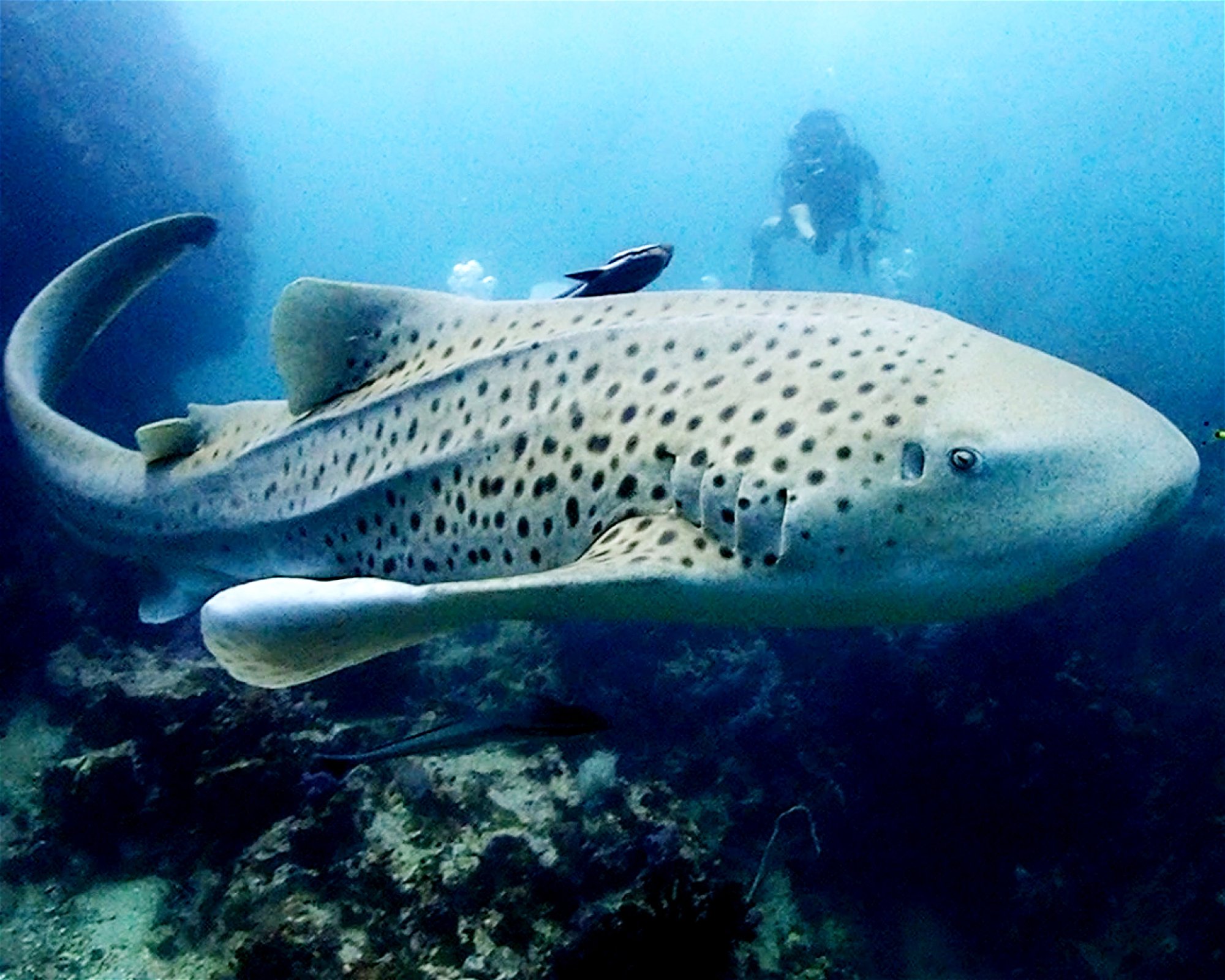 Oceanic Dive Center Co., Ltd., 83130 Phuket